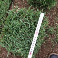 蘭引3號(hào)草皮草卷