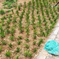 低價(jià)出售麥冬草