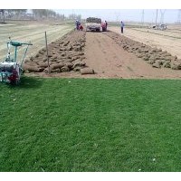 供應(yīng)優(yōu)質(zhì)河北冷寂型早熟禾草坪