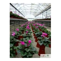 供應成都仙客來——兔子花