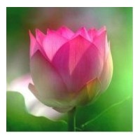 供應(yīng)荷花種藕