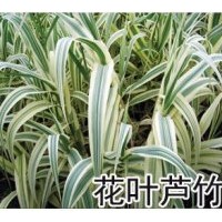 供應(yīng)花葉蘆竹