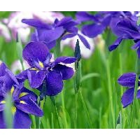 供應(yīng)蝴蝶蘭