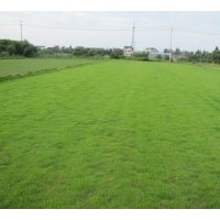 供應(yīng)虎皮草、馬尼拉、天堂、四季青、高羊茅等各式草坪