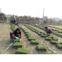 馬尼拉草坪，百慕大，高羊茅，四季青，中華結縷草等草