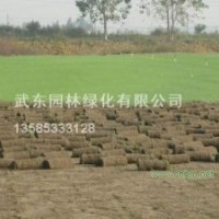 訂購(gòu)百慕達(dá)黑麥草混播草坪,果嶺草草坪