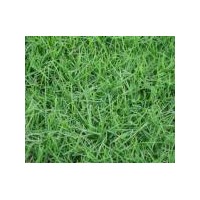 常州草坪馬尼拉，百慕大黑麥草，百慕大，高羊茅，結縷草等草坪