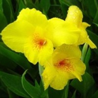 美人蕉花卉批發(fā)