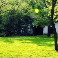 供應(yīng)夏威夷草、美國(guó)四季青、天鵝絨、臺(tái)灣四季青草