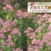 處理：八寶景天，100萬芽子