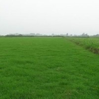 供應(yīng)黑麥草混播草坪，綠化草坪