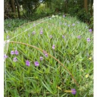 翠蘆莉 紫花蘆莉