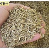 最新黑麥草種子價(jià)格高羊茅種子
