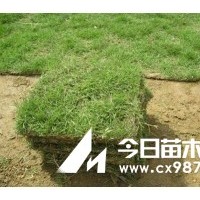 供應(yīng)句容百慕大草坪