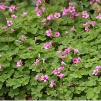 大量出售地被類：紅花醡漿草，蔥蘭，麥冬，金娃娃萱草，玉簪等