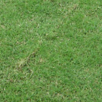 供應(yīng)滁州草坪 常州草坪 南京草坪 句容草坪