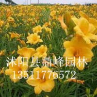 出售:金娃娃萱草,玉簪,鳶尾,大花萱草