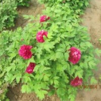 限時(shí)預(yù)定牡丹苗芍藥苗 優(yōu)惠促銷