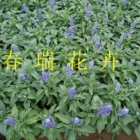 鼠尾草，薰衣草，五色草