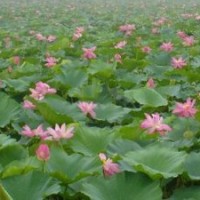 荷花，睡蓮，碗蓮