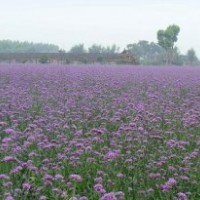 玉帶草，狼尾草，馬鞭草