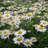 大濱菊，地被菊，荷蘭菊