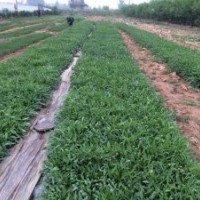 山東金雞菊批發(fā)基地 金雞菊?qǐng)D片