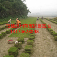 漳州草皮、漳州草坪、漳州馬尼拉草、綠化草皮