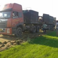 河北草皮價(jià)格