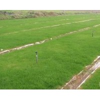 句容欣欣草坪基地供應(yīng)優(yōu)質(zhì)無(wú)土草坪卷