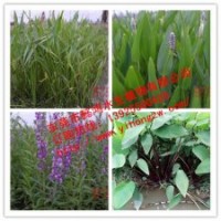 供應(yīng)水生植物梭魚草，推薦東莞懿鴻水生植物