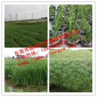 供應(yīng)水生植物燈心草，推薦東莞懿鴻水生植物