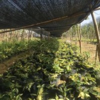 藍(lán)花楹基地，藍(lán)花楹之鄉(xiāng)，藍(lán)花楹假植苗基地