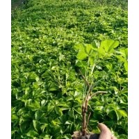 河北北京地區(qū)爬山虎出售