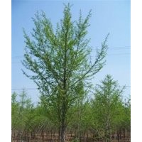 山東銀杏,鑫苑銀杏,山東銀杏基地