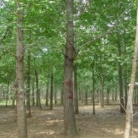 寧波供應(yīng)銀杏小苗價(jià)格,供應(yīng)銀杏小苗價(jià)格,銘園銀杏(查看)