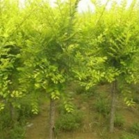 金葉榆小苗,金葉榆,百匯園林苗木(查看)