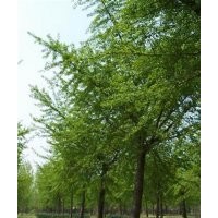 山東銀杏樹(shù)價(jià)格查詢(xún)|山東銀杏樹(shù)價(jià)格|鑫苑銀杏(多圖)