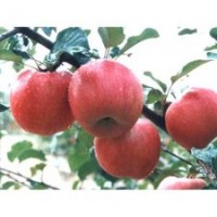 山東蘋果苗、旭昇園藝