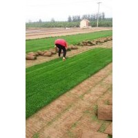 欒城草坪基地供應(yīng)冷季型草坪