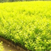 宿遷四秀苗木,宿遷法國冬青,法國冬青樹苗