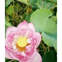 荷花苗種植玖水蓮水生植物種植合作社