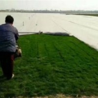 河北冷季型草坪