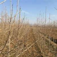 銀杏樹的價(jià)格,森鑫銀杏,12公分銀杏樹的價(jià)格