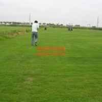 草坪多少錢一片平方