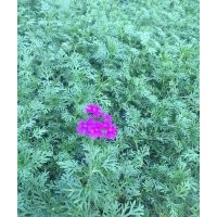 優(yōu)質綠化草花美女櫻批發(fā)