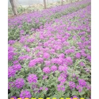 批發(fā)優(yōu)質綠化草花宿根美女櫻