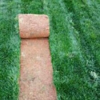 云南綠化草坪種植園