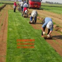 草坪每平方米多少錢