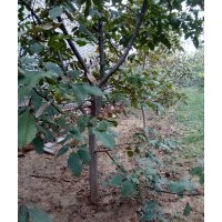 八至拾公分的大核桃樹，平果樹，梨樹，冬青杏樹。二至五公分的文